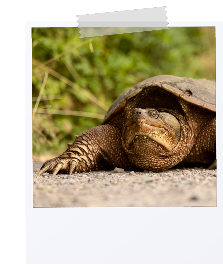 picture of a snapping turtle